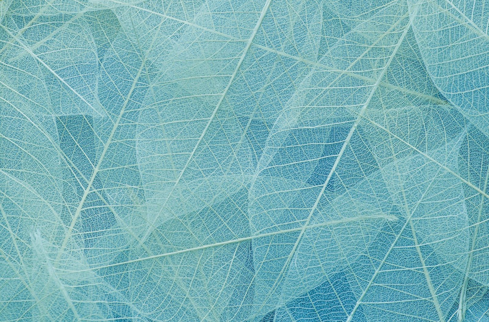 The image shows a close-up of delicate, overlapping blue leaves with intricate veins, creating a subtle and textured pattern.