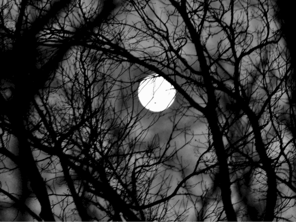 A bright full moon shines through bare, tangled tree branches in a dark monochrome night scene.